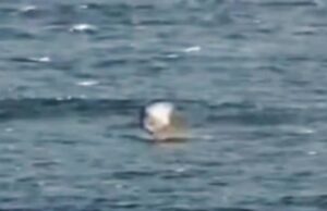 Het horrormoment waarop een haai een folieboarder aanvalt en hem de lucht in ‘schiet’