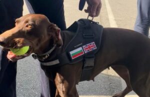 Britse bloedhonden hielpen bij het vernietigen van de activiteiten van een grote smokkelbende in het Kanaal