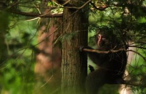 In de noordelijke Alpen van Japan vechten burgers tegen apen om hun huizen en boerderijen te beschermen